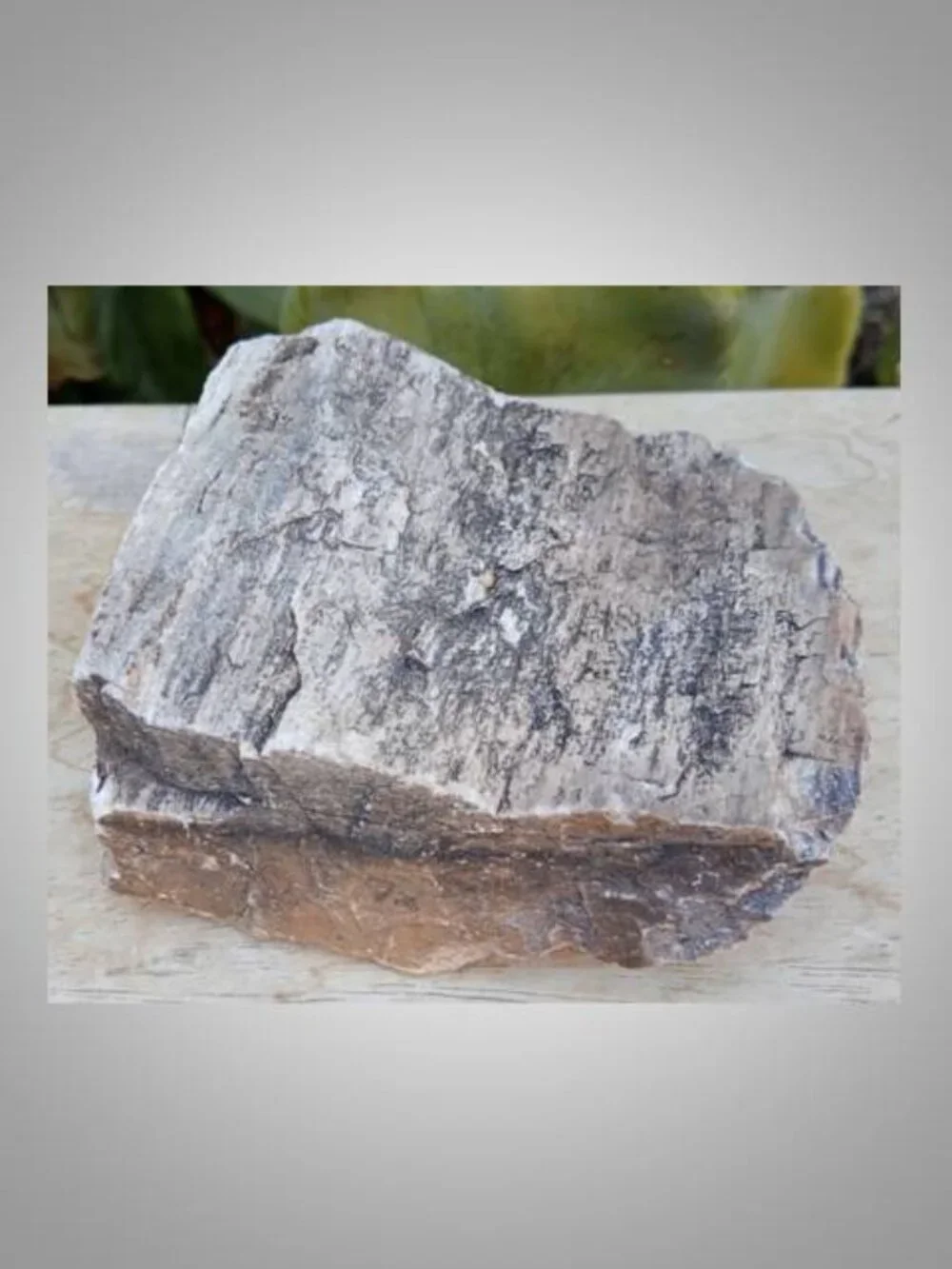 #6 Petrified Wood chunk stone fossil Fortune Strength Calmness
